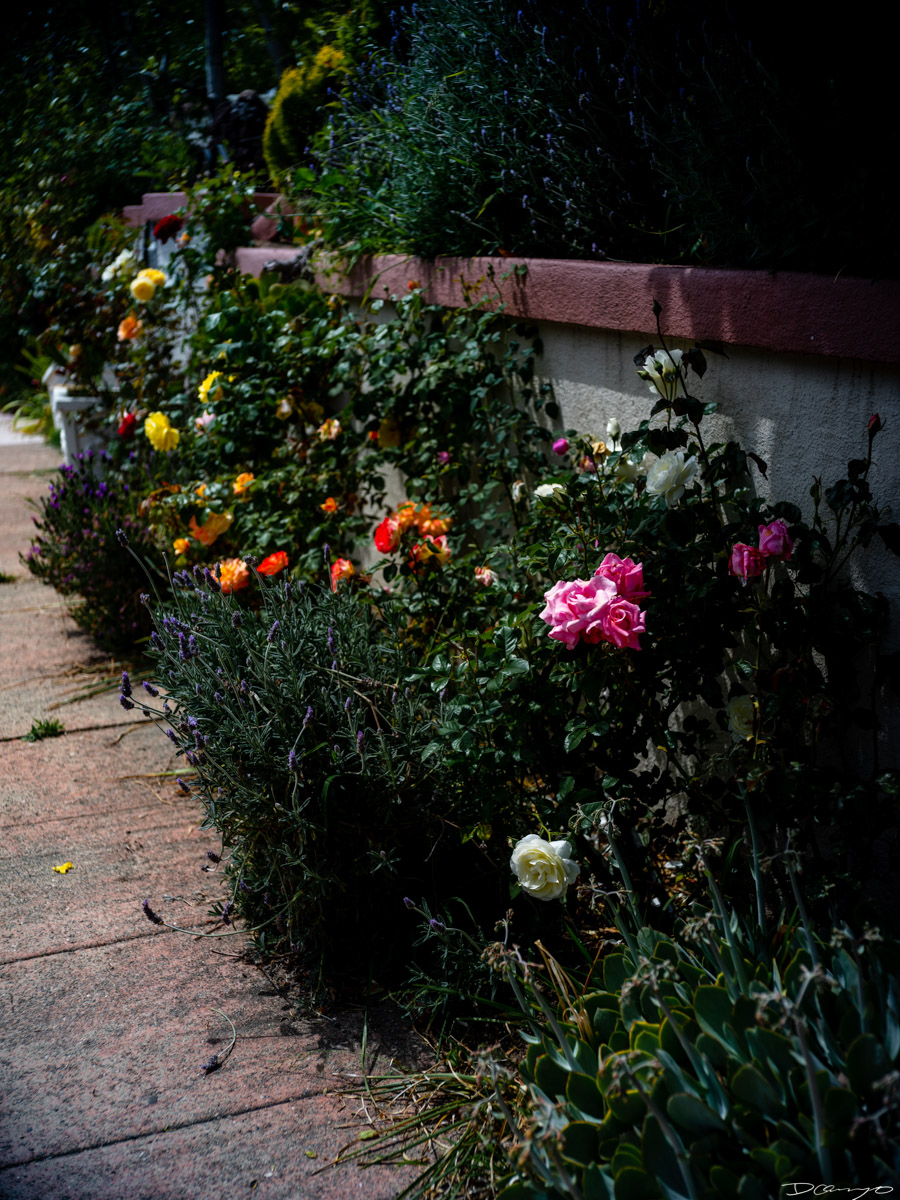 Pretty things that I wanted to take pictures of around Berkeley in 2023.
